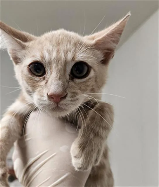 A baby small-sized male Domestic Short Hair cat named Dale for adoption in Bakersfield, CA
