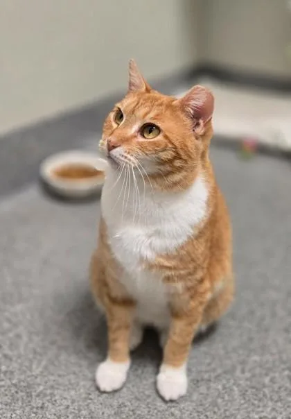 Heathcliff thumbnail 3