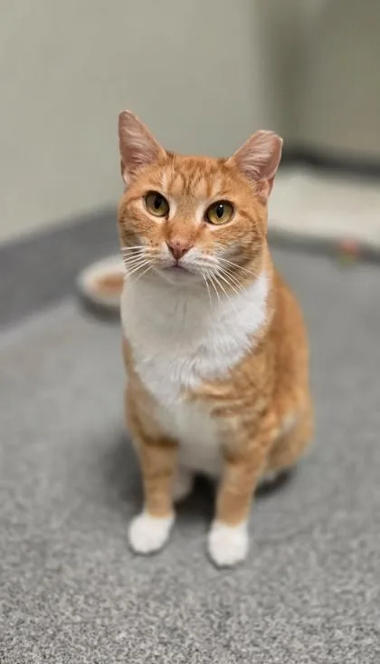 Heathcliff thumbnail 5