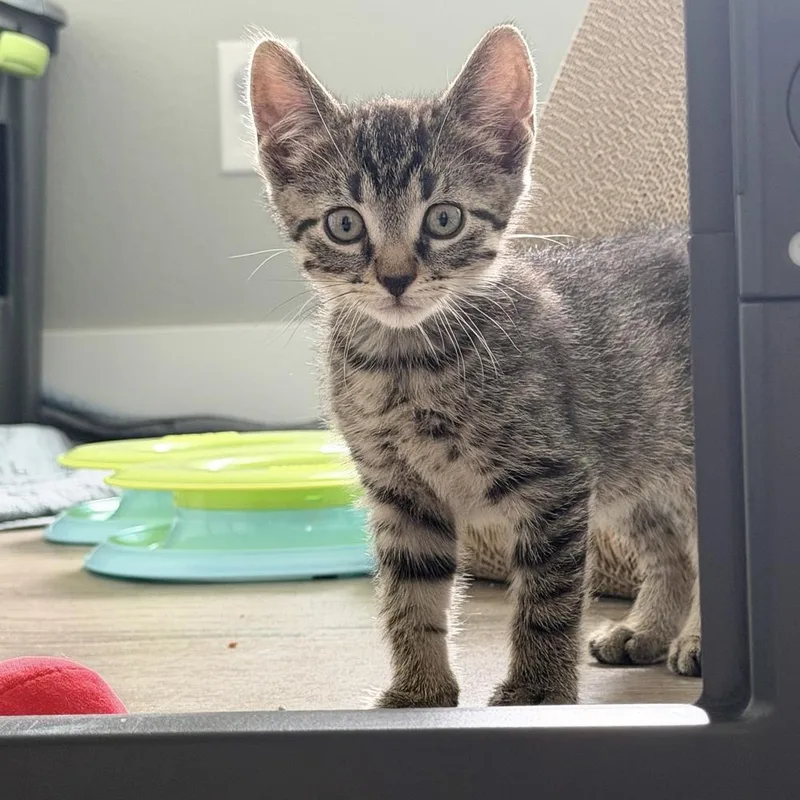 A baby medium-sized male Tabby (Brown / Chocolate) Domestic Short Hair cat named Poe for adoption in Muskego, WI
