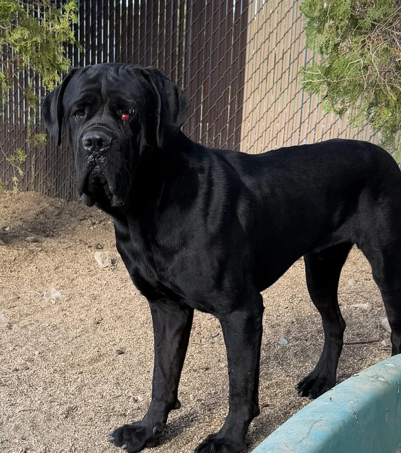 A young extra large-sized male Cane Corso dog named Mowgli for adoption in Glendale, AZ