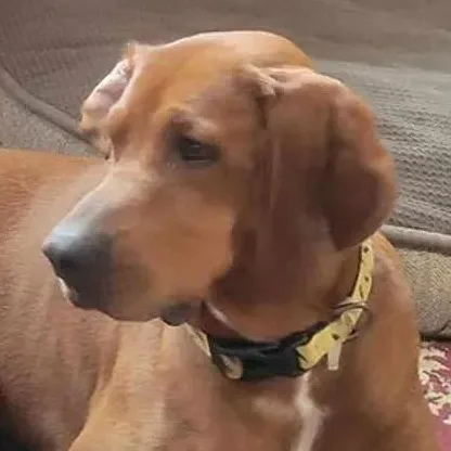 An adult large-sized male Redbone Coonhound dog named Koleman for adoption in Leawood, KS