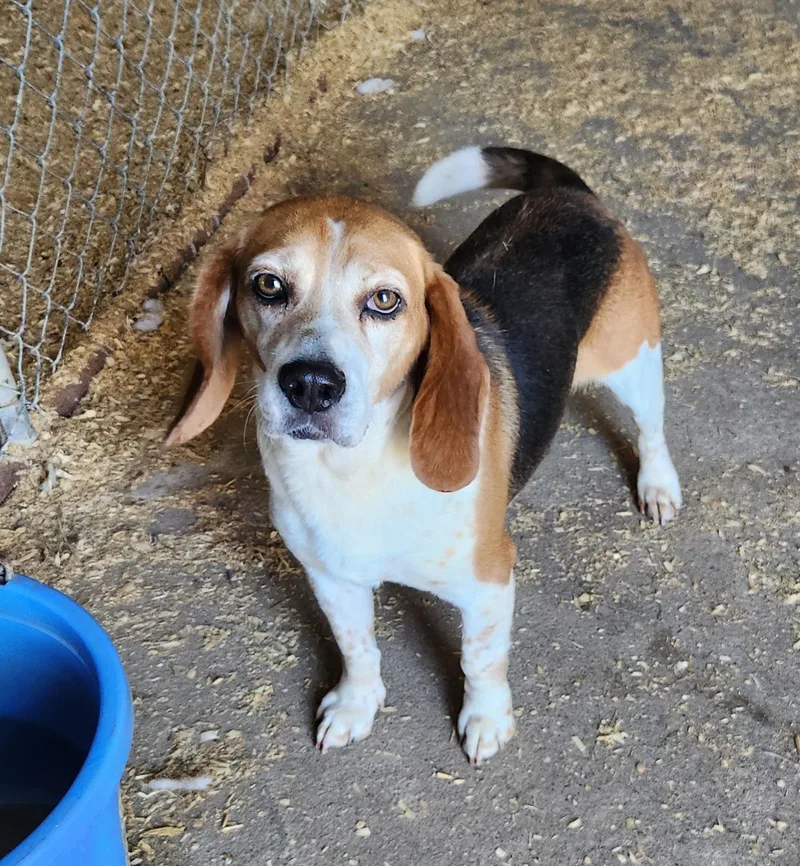 A young small-sized male Tricolor (Brown, Black, & White) Beagle dog named Adam for adoption in Liberty Center, OH