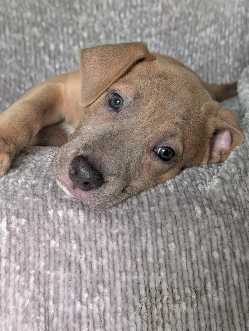 Violet