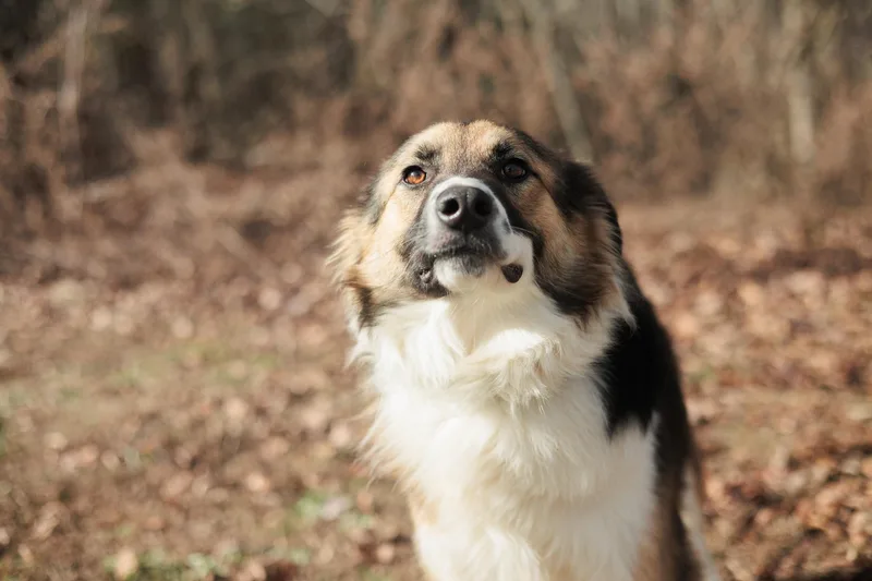 A young medium-sized male Border Collie dog named Lukas  Transport for adoption in Gradyville, KY