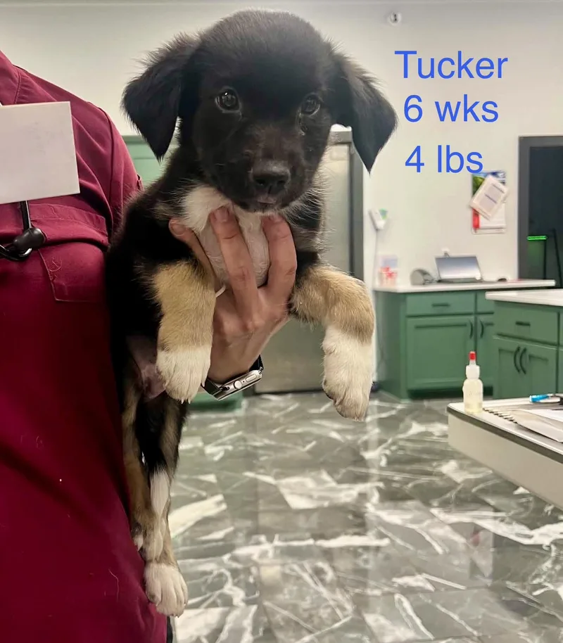 Tucker