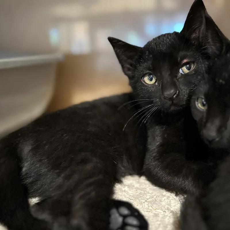 A baby small-sized male Black Domestic Short Hair cat named Velcro for adoption in Washington Township, OH