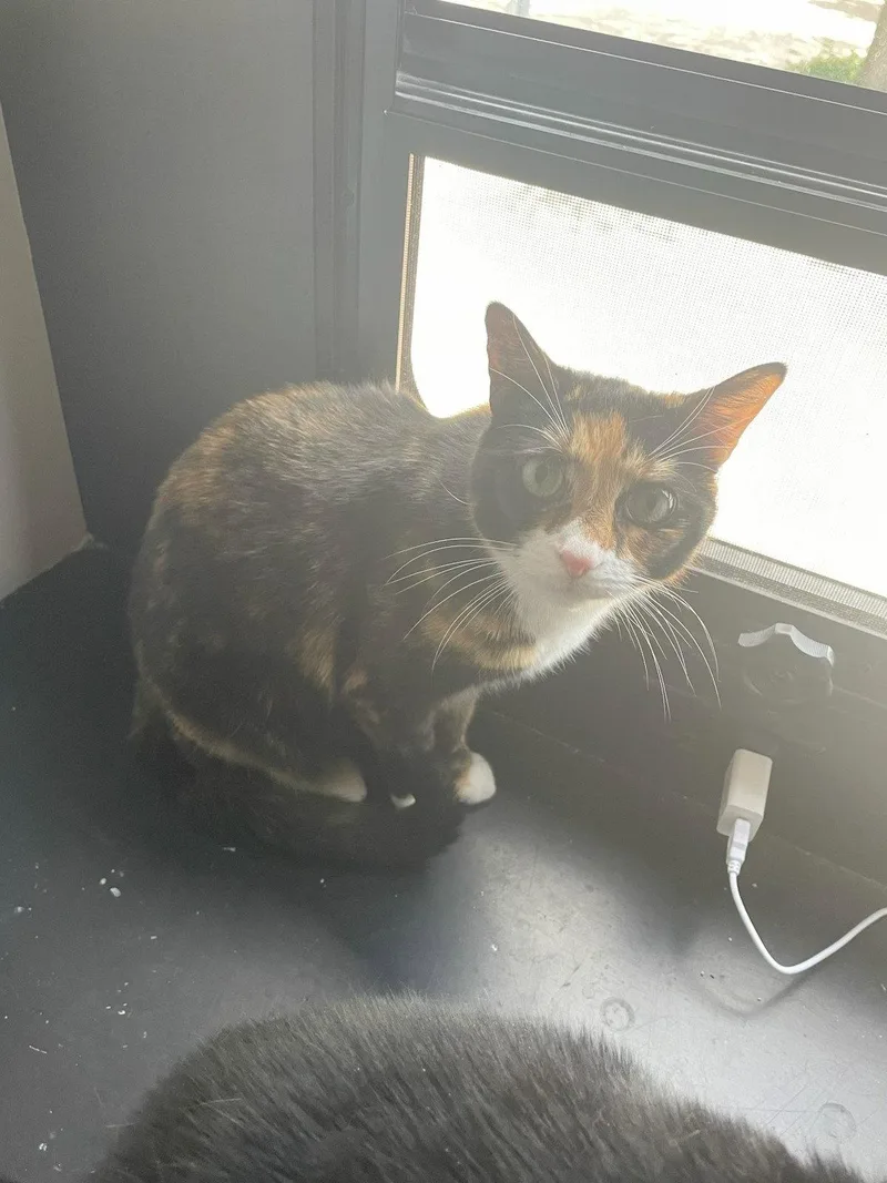An adult medium-sized female Domestic Short Hair cat named Callie for adoption in Cypress, TX