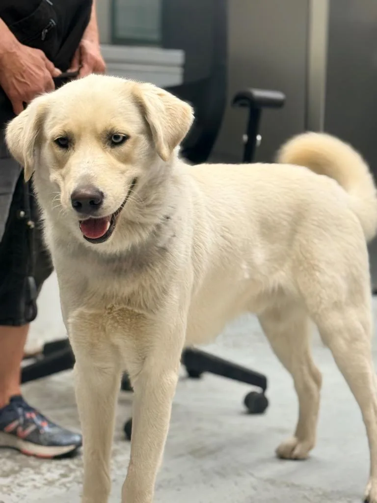 A young large-sized male Husky dog named Boone for adoption in North Vernon, IN
