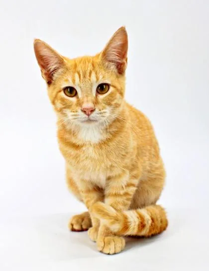 A baby small-sized male Domestic Short Hair cat named Fanta for adoption in Morton Grove, IL
