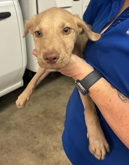 A baby small-sized female Shepherd dog named Pearl for adoption in Gainesville, FL