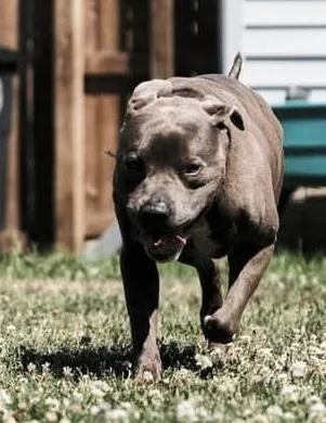 An adult large-sized male Brown / Chocolate Pit Bull Terrier dog named Sir Mitchell for adoption in Painesville, OH