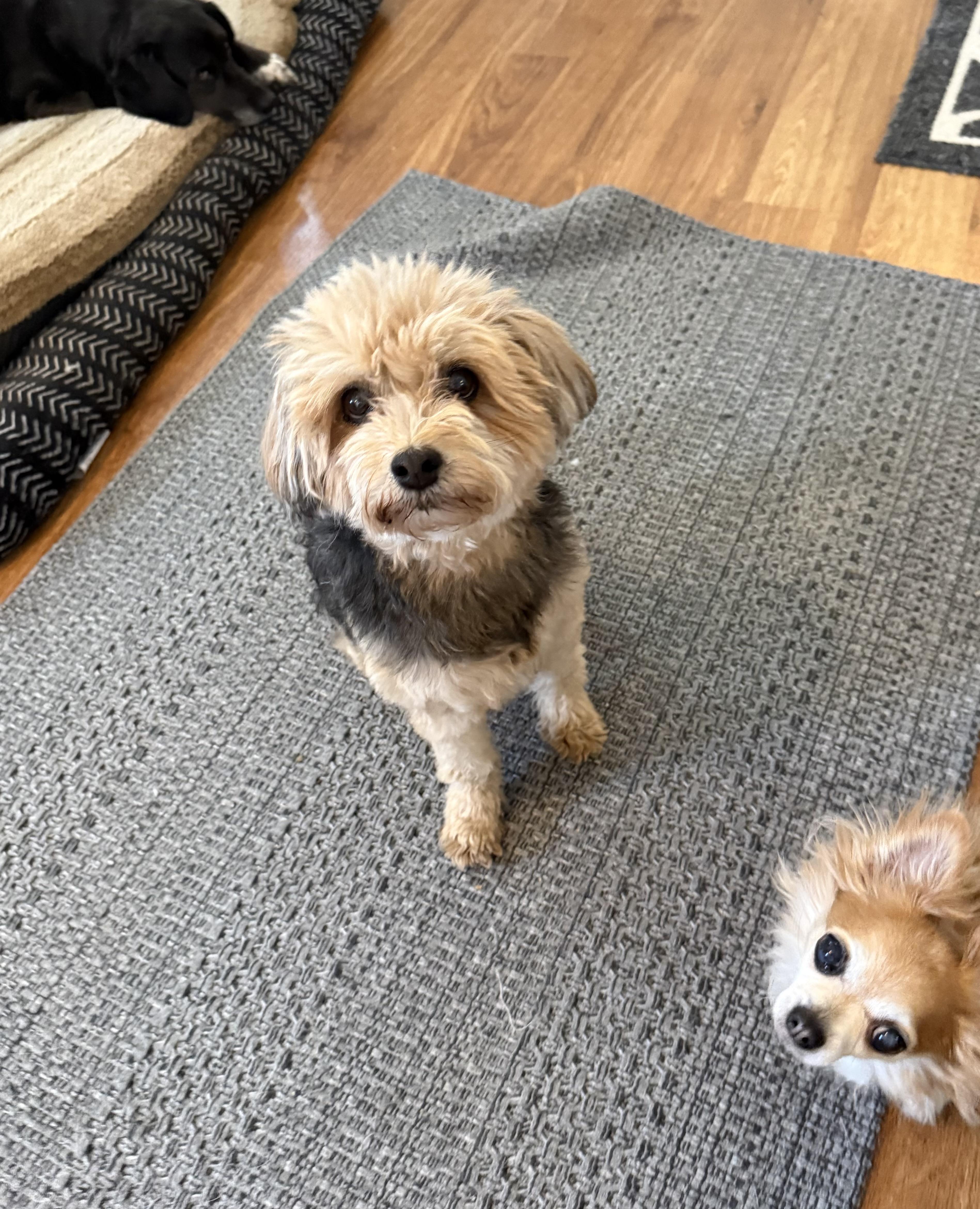 A senior small-sized female Gray / Blue / Silver Yorkie Poo dog named Trixie for adoption in Orland Park, IL