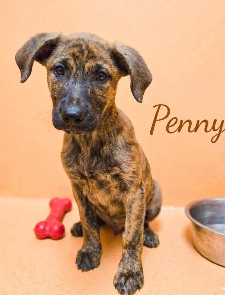 Penny thumbnail 3