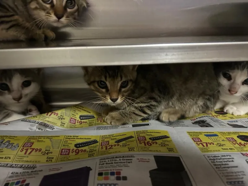 A baby medium-sized female Tabby cat named Cricket for adoption in Nacogdoches, TX