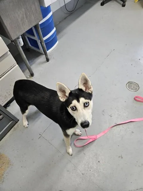 A baby medium-sized female Husky dog named Mable for adoption in Corpus Christi, TX