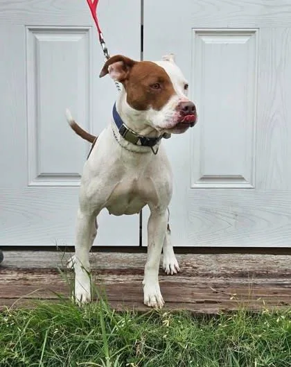 An adult medium-sized female Staffordshire Bull Terrier dog named Nessie for adoption in McCook, NE