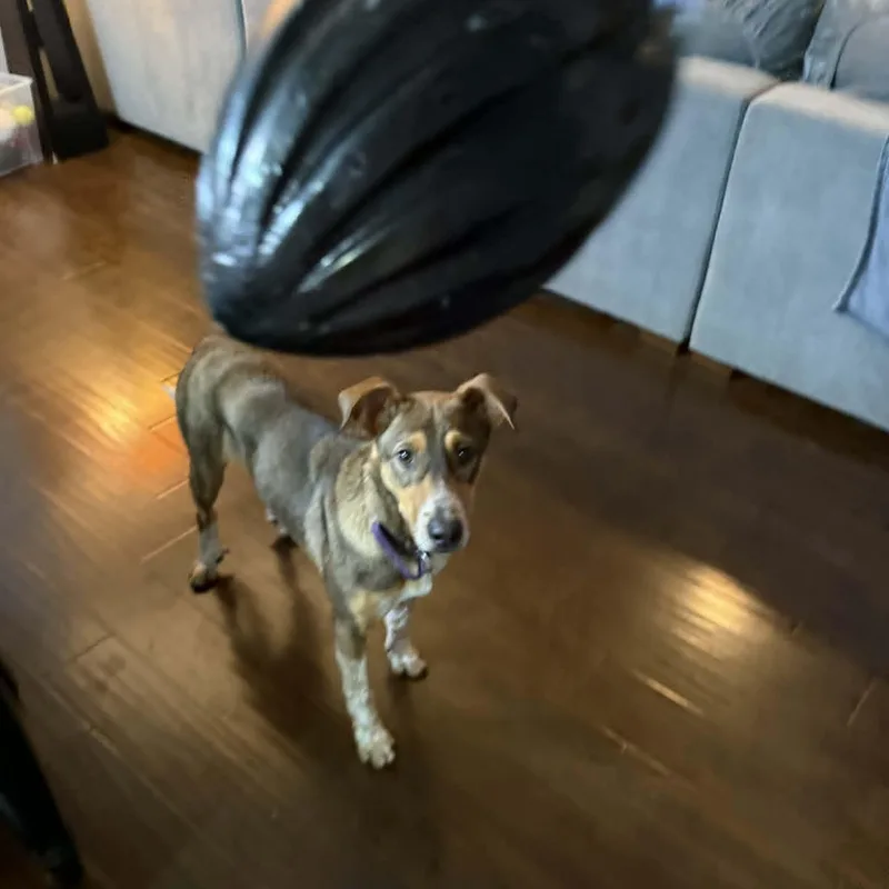 Penny thumbnail 3