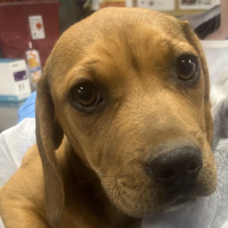 A baby small-sized female Yellow / Tan / Blond / Fawn Hound dog named Rosita for adoption in Greenville, SC