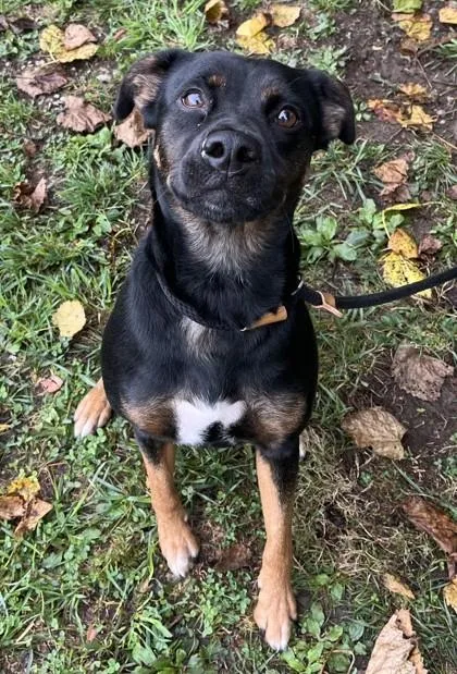 An adult medium-sized female Mixed Breed dog named Snickerdoodle for adoption in New Albany, IN
