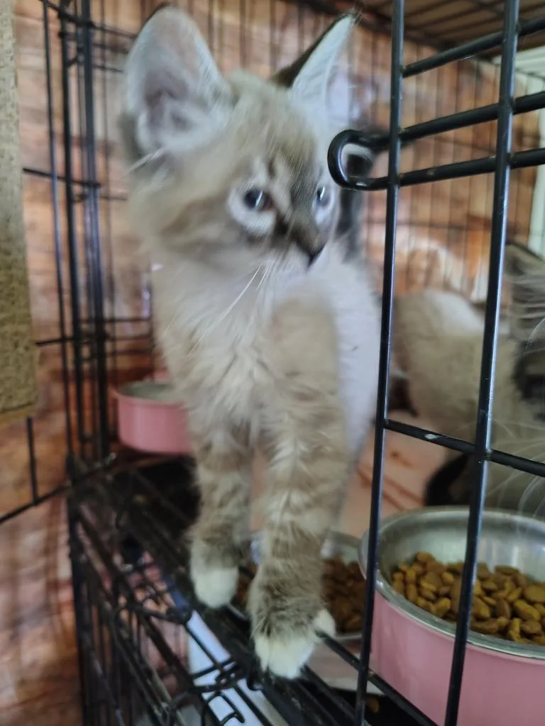 A baby small-sized male Siamese cat named Stormy T for adoption in New Braunfels, TX