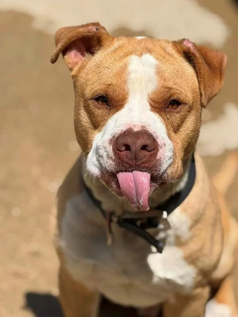 A young large-sized male Pit Bull Terrier dog named Chip for adoption in Louisville, IL