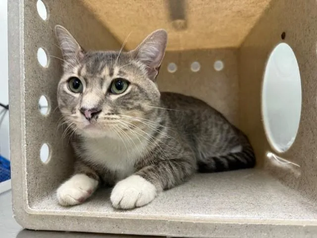 A young medium-sized male Domestic Short Hair cat named Maverick for adoption in Antioch, CA
