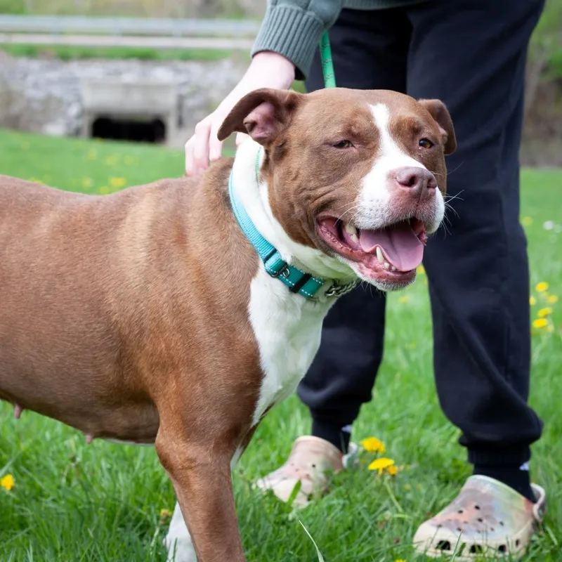 An adult large-sized female Mixed Breed dog named Zuma for adoption in Olean, NY
