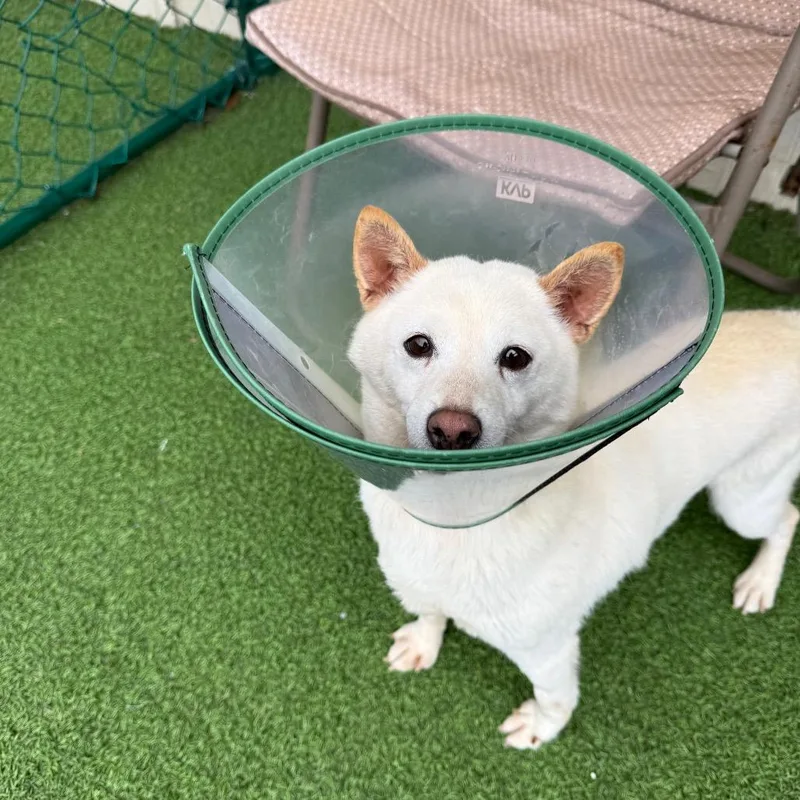 An adult small-sized female White / Cream Shiba Inu dog named Sugar for adoption in LOXAHATCHEE, FL
