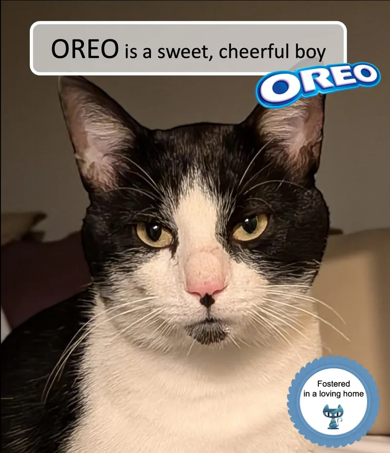 Oreo