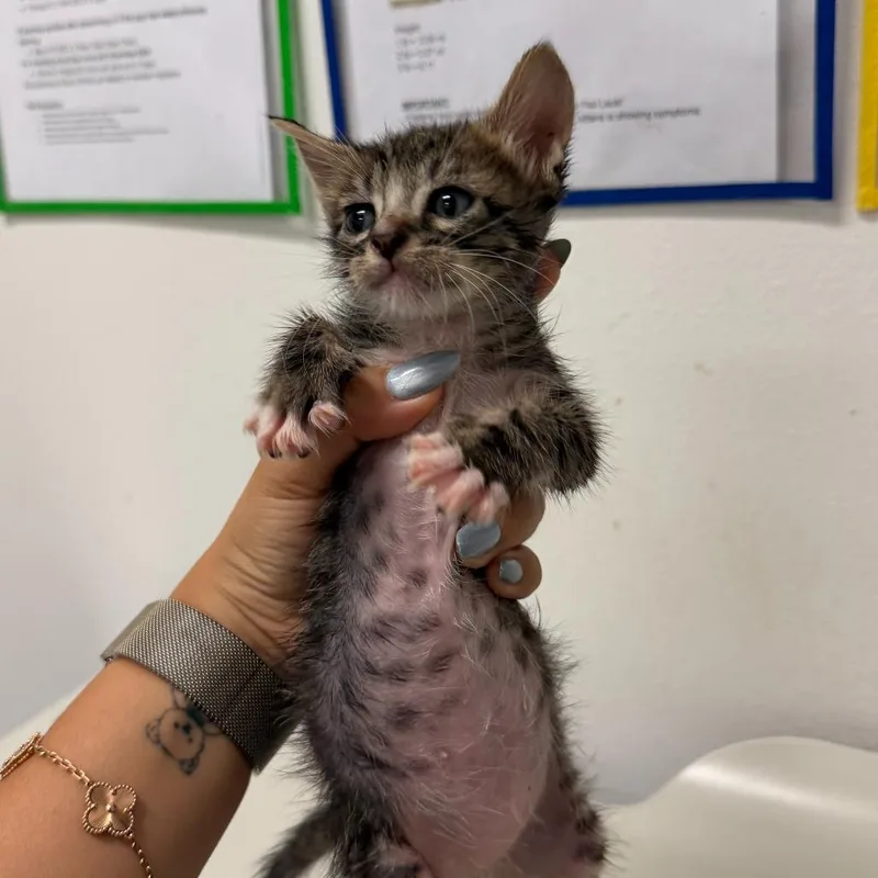 A baby small-sized male Brown / Chocolate Domestic Short Hair cat named Yoga Teacher Y for adoption in Edinburg, TX