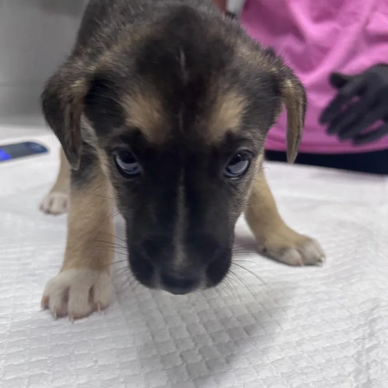 A baby small-sized female Black Mixed Breed dog named Mrs. Puff for adoption in Summerville, SC
