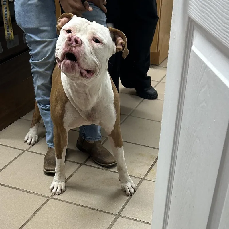 An adult medium-sized male Pit Bull Terrier dog named El Chapo for adoption in Starkville, MS