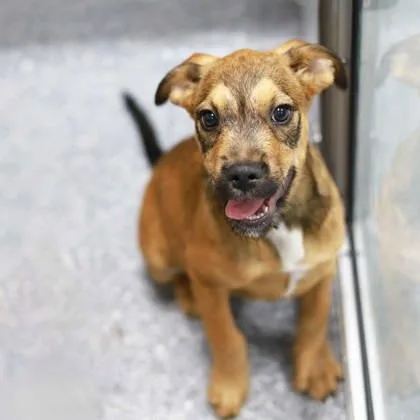 A baby small-sized female Brown / Chocolate Mixed Breed dog named L'oreal for adoption in Atlanta, GA