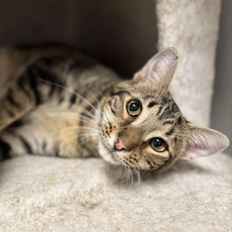 An adult medium-sized female Brown / Chocolate Domestic Short Hair cat named Dazzle for adoption in Fargo, ND