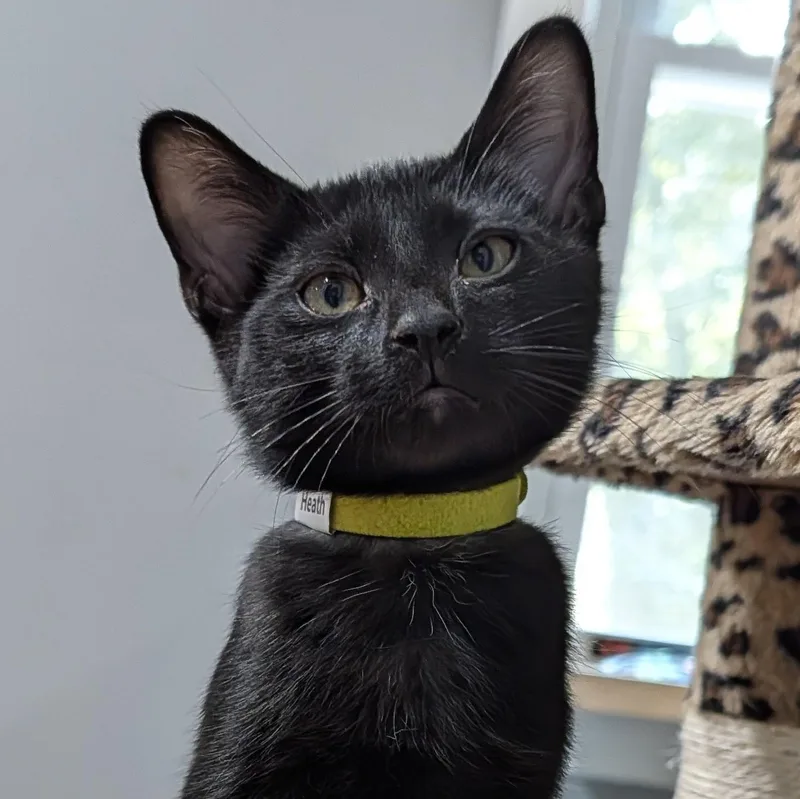 A young medium-sized male Domestic Short Hair cat named Heath for adoption in Honeoye, NY