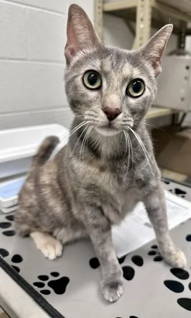 A young small-sized female Domestic Short Hair cat named Salmon for adoption in Derwood, MD