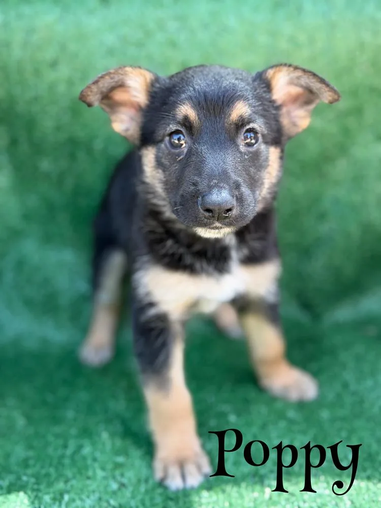 A baby large-sized female Brown / Chocolate German Shepherd Dog dog named Poppy for adoption in Pleasant Hill, CA
