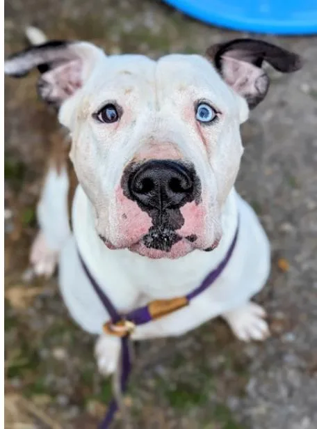 An adult large-sized male White / Cream Mixed Breed dog named Dude for adoption in Cincinnati, OH