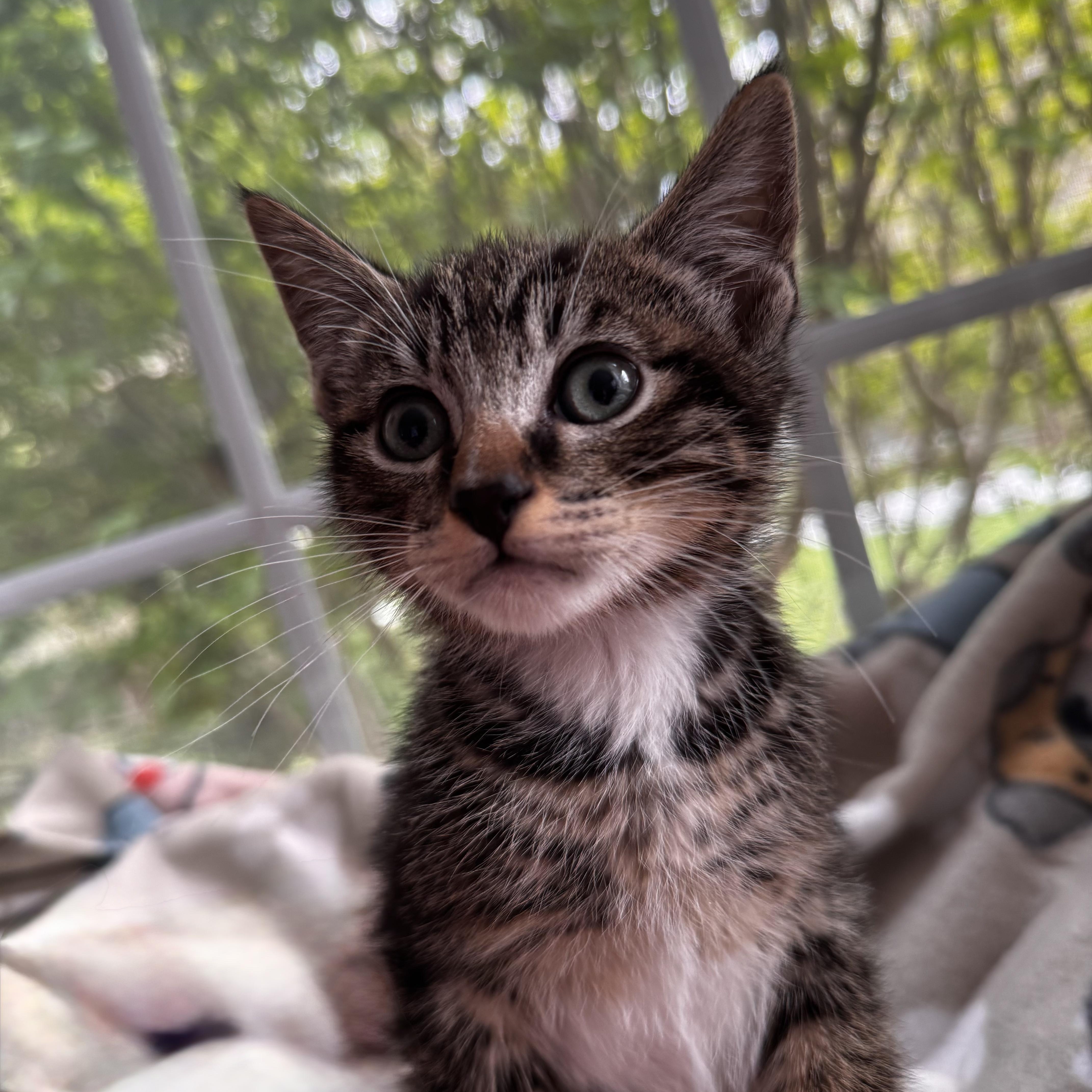 A baby small-sized male Tabby (Brown / Chocolate) Domestic Short Hair cat named Nigel for adoption in East Greenwich, RI