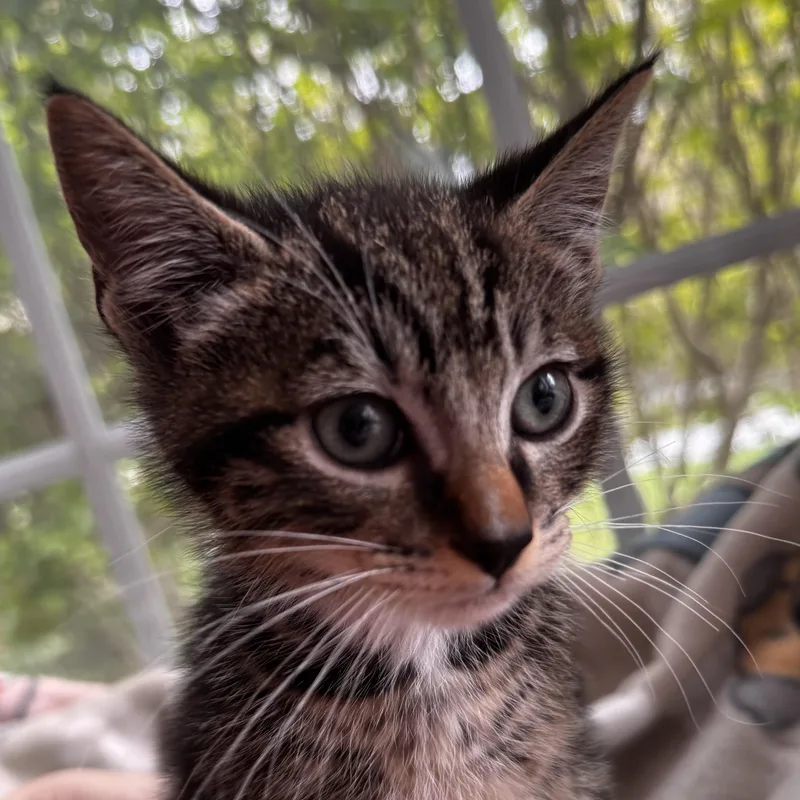 Nigel thumbnail 2