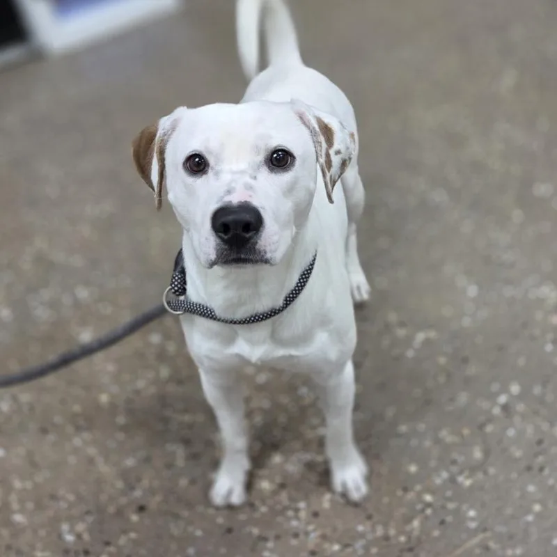 A young medium-sized male White / Cream Beagle dog named Pancake for adoption in Incline Village, NV