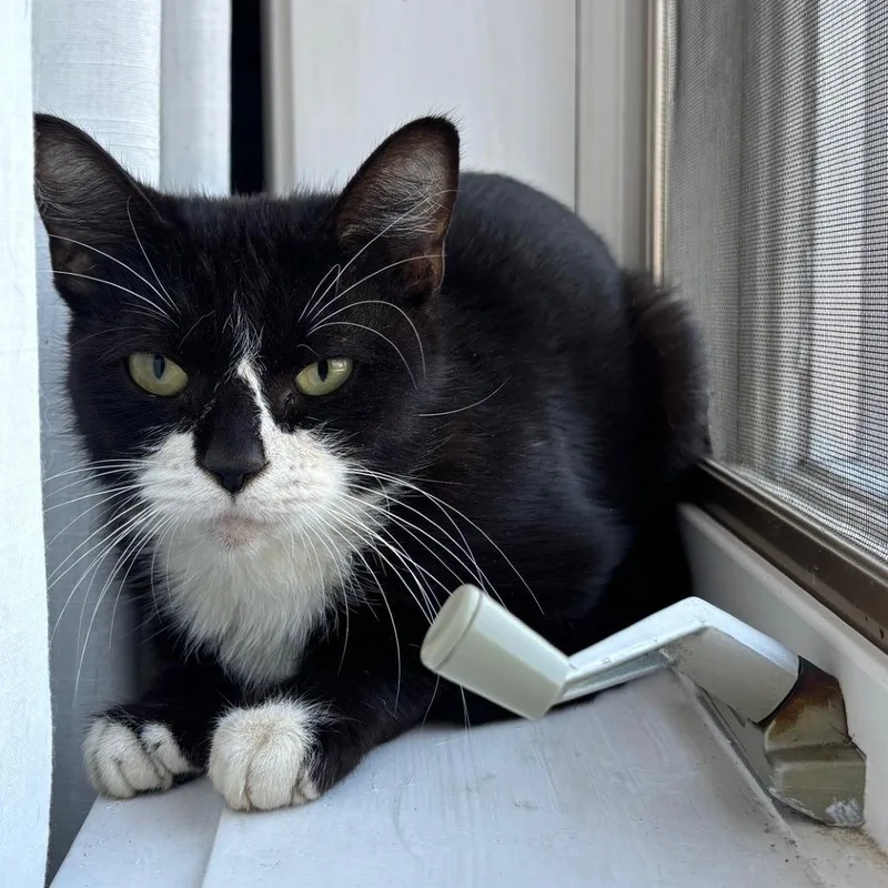 An adult medium-sized female Black Domestic Short Hair cat named Sailor Cat Midnight for adoption in Tacoma, WA