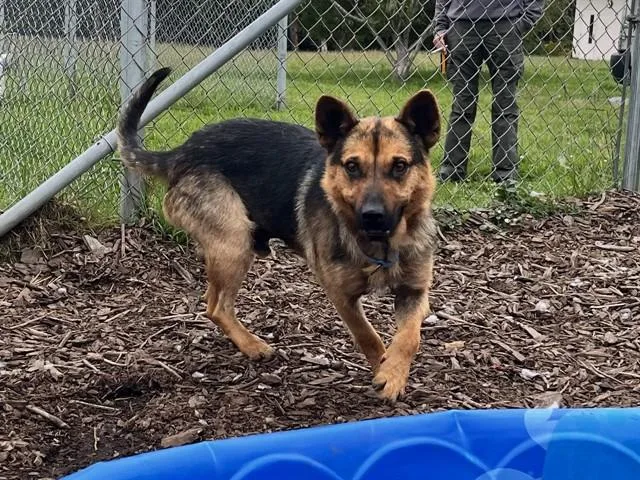 An adult medium-sized male German Shepherd Dog dog named Rocko for adoption in McKinleyville, CA