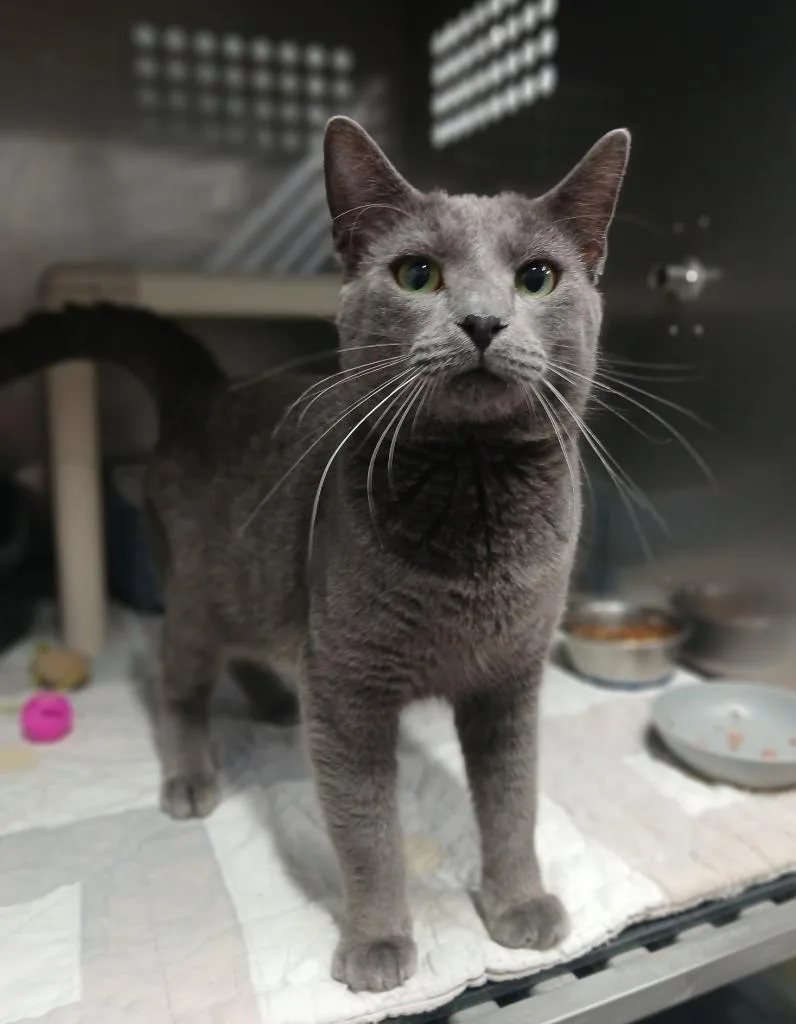A young medium-sized male Russian Blue cat named Yoda for adoption in Ladysmith, WI