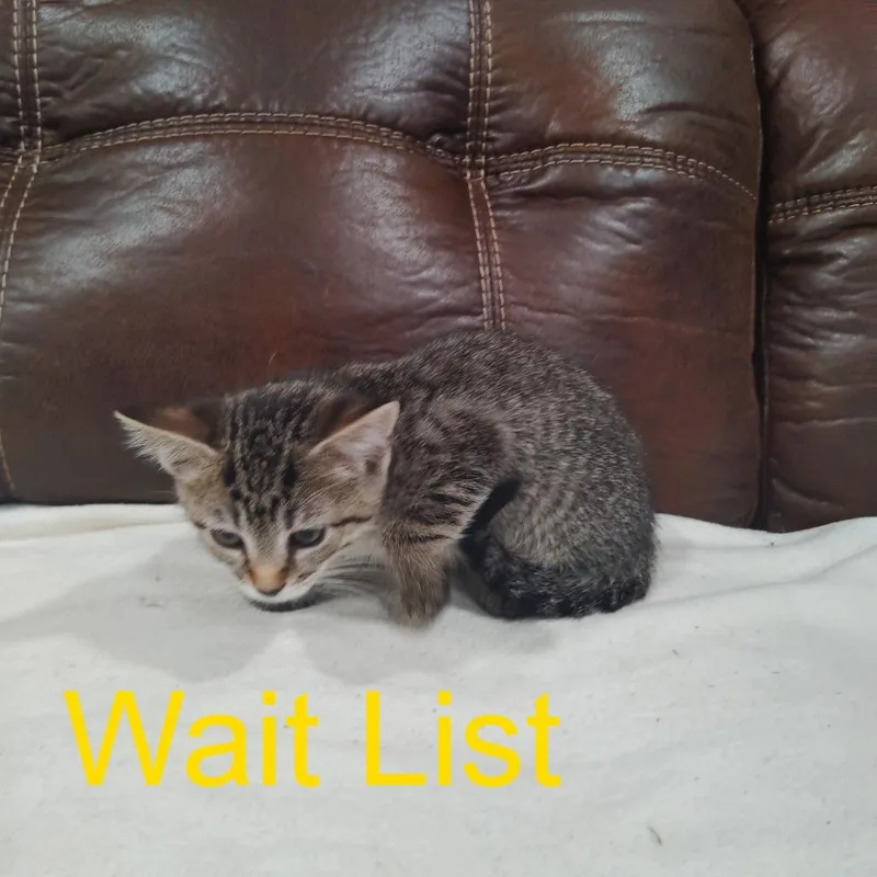 A baby small-sized female Gray / Blue / Silver Domestic Short Hair cat named Figs for adoption in Livingston, TX