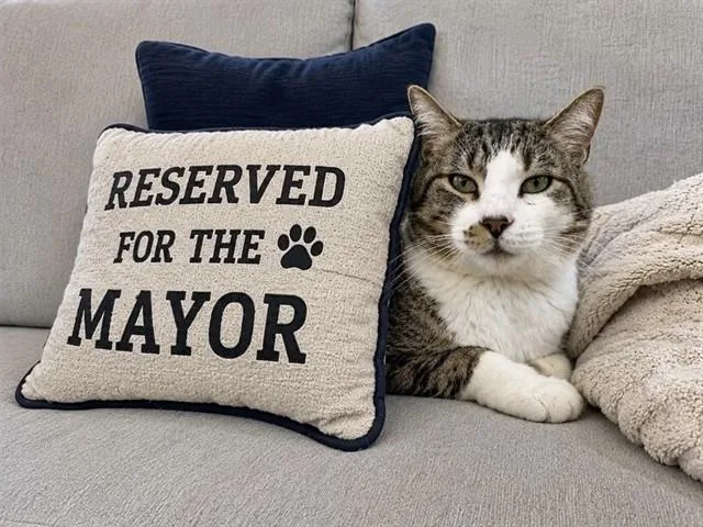 An adult small-sized male Domestic Short Hair cat named Mayor for adoption in Westminster, MD
