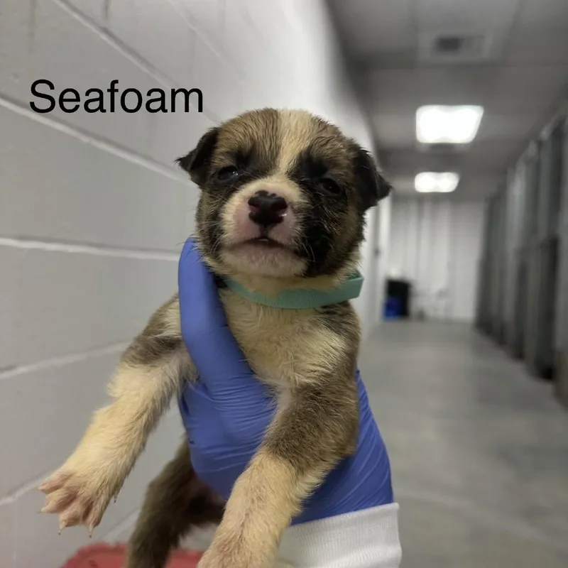A baby small-sized male Brown / Chocolate German Shepherd Dog dog named Amos A Seafoam for adoption in Mission Hills, CA