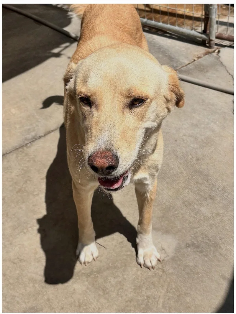 Maggie