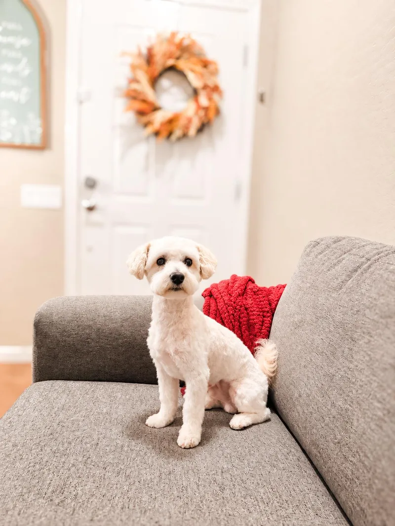 An adult small-sized male Miniature Poodle dog named Louie for adoption in Goodyear, AZ
